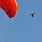 Bald Eagle and Paraglider