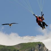Bald Eagle and Paraglider