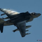 AVI_5073 Harrier.JPG
